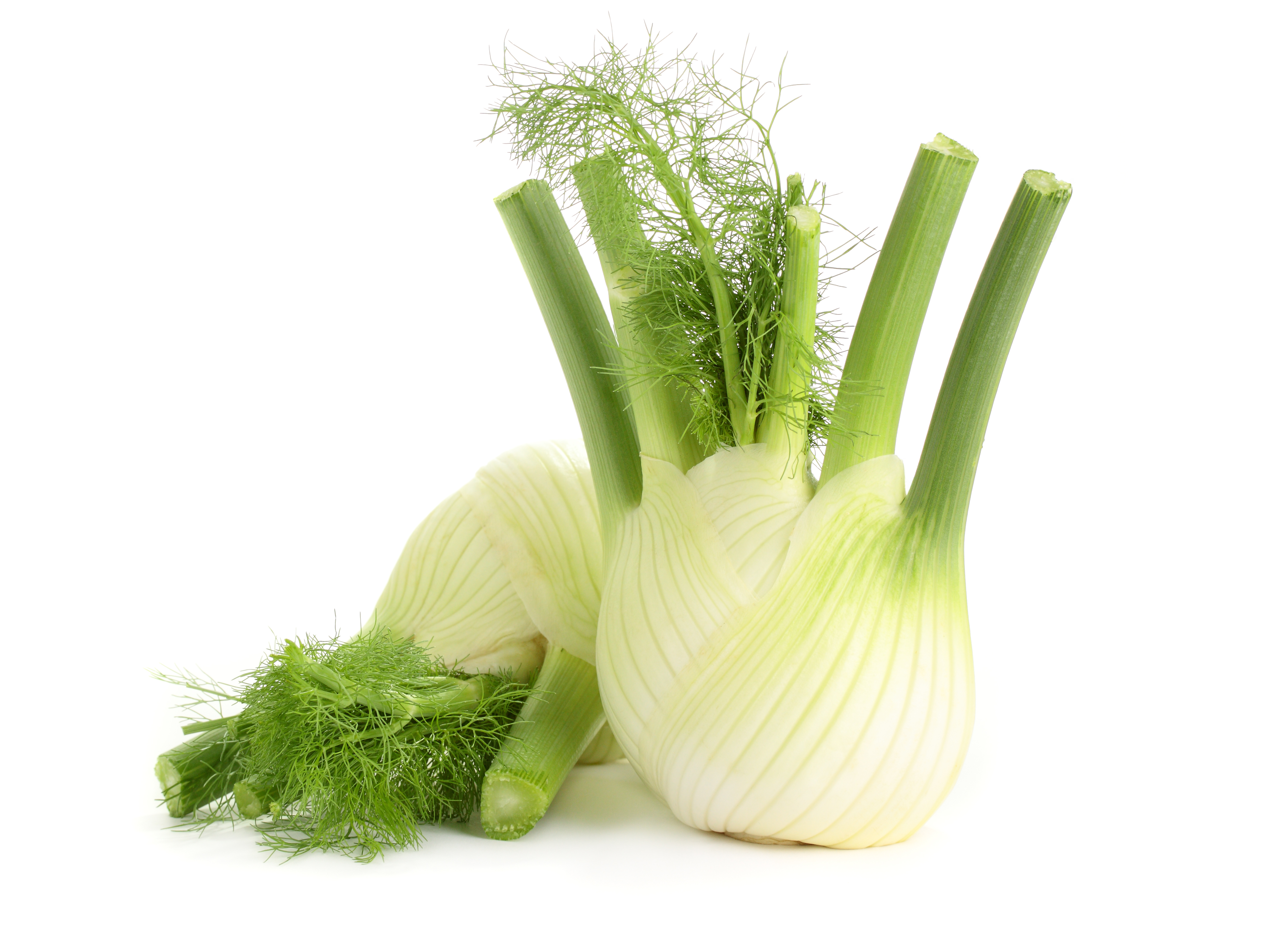 fennel